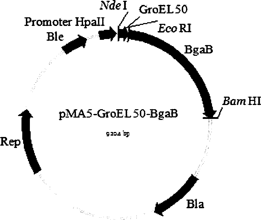 Novel method for realizing secreting expression of exogenous protein by using novel transfer signal