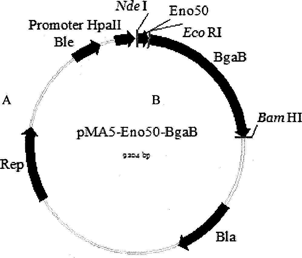 Novel method for realizing secreting expression of exogenous protein by using novel transfer signal