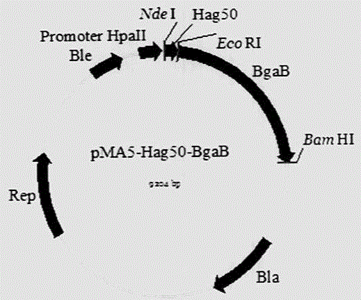 Novel method for realizing secreting expression of exogenous protein by using novel transfer signal