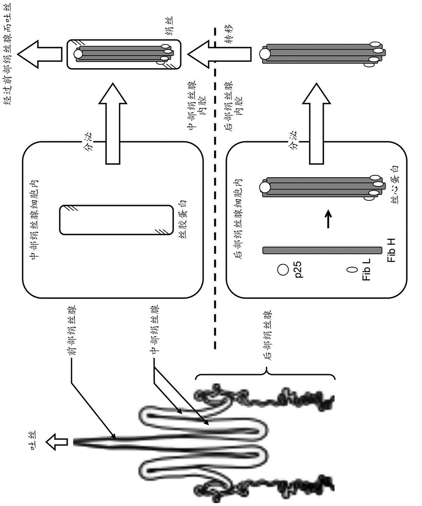 Posterior silk gland gene expression unit and transgenic silkworm containing same