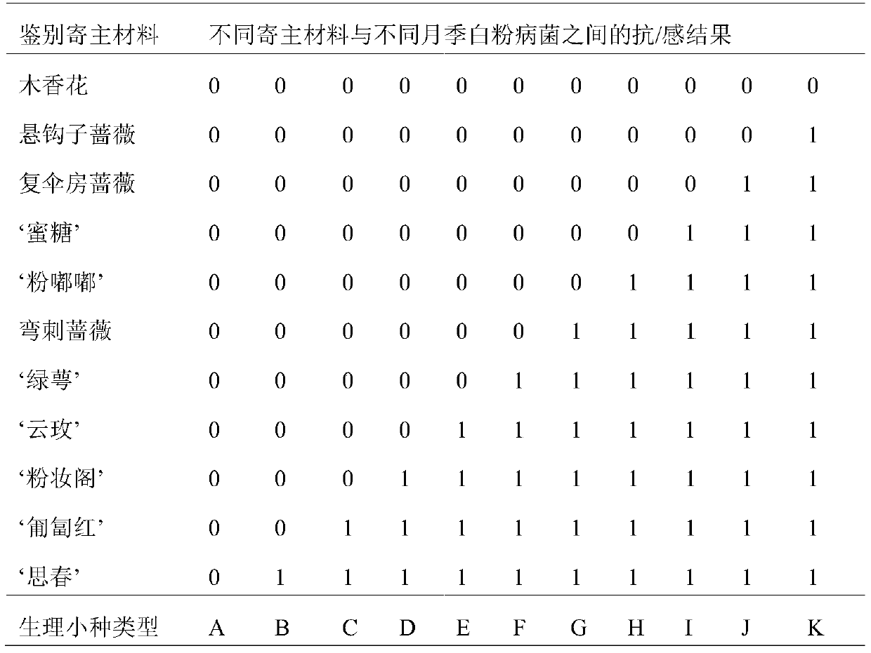 A rapid identification method for physiological races of powdery mildew of rose