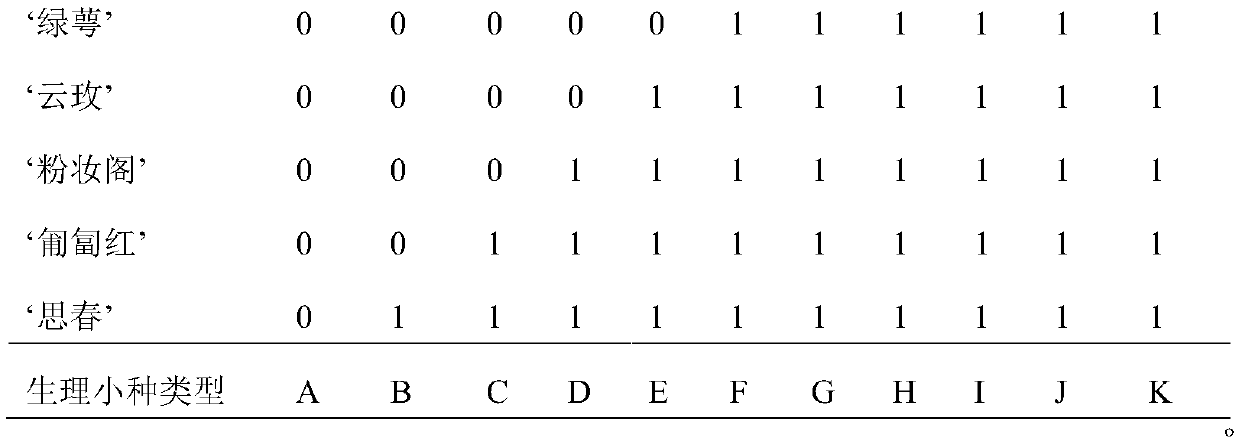 A rapid identification method for physiological races of powdery mildew of rose