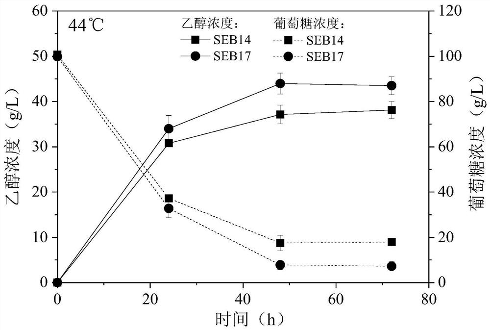 Multi-tolerance saccharomyces cerevisiae strain and construction method and application thereof