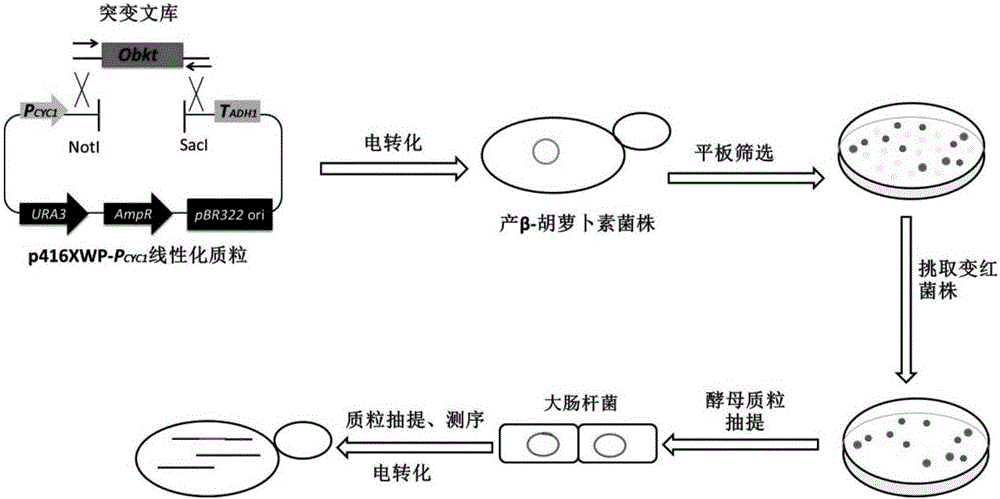 [Beta]-carotenoid ketolase mutant, recombinant expression vector, genetic engineering bacterium and application thereof