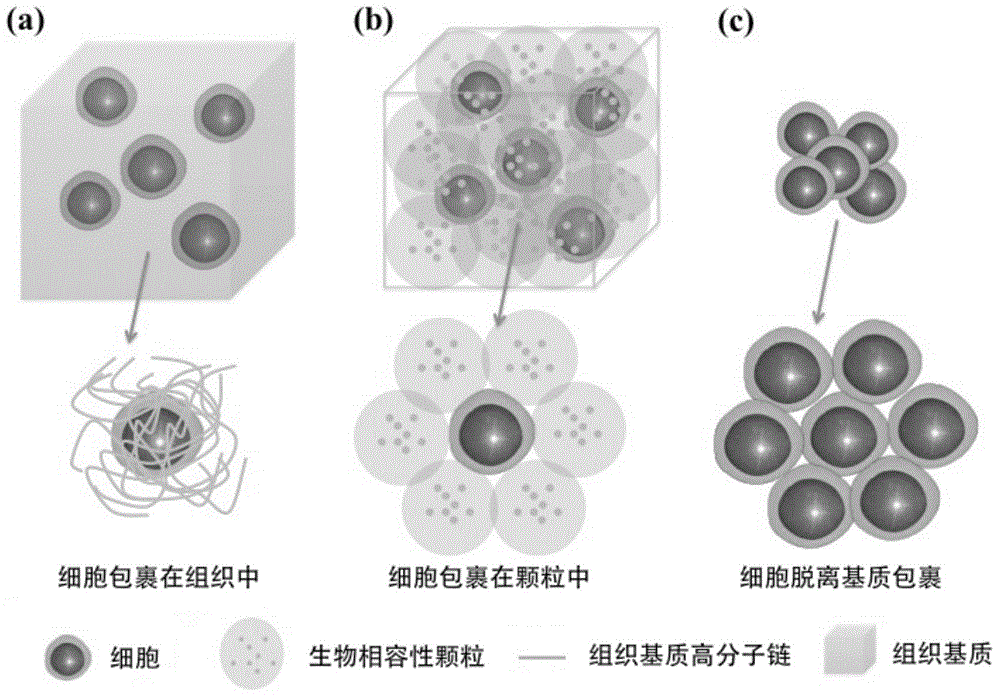 Method for cell preservation by use of biocompatible particles