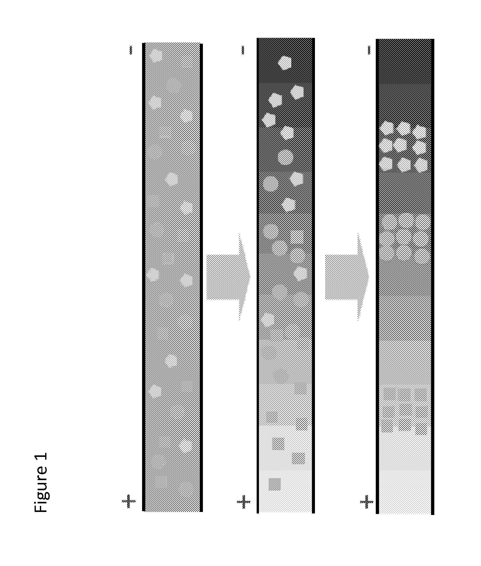 Dual wavelength isoelectric focusing for determining drug load in antibody drug conjugates