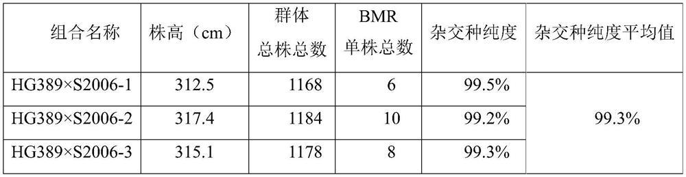 Method for discriminating purity of BMR sorghum photo-thermo-sensitive sterile line hybrid