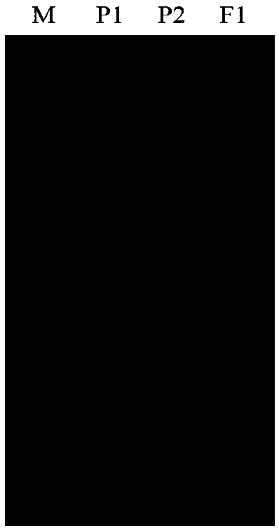 Method for detecting Fenghua21 watermelon seed authenticity and purity