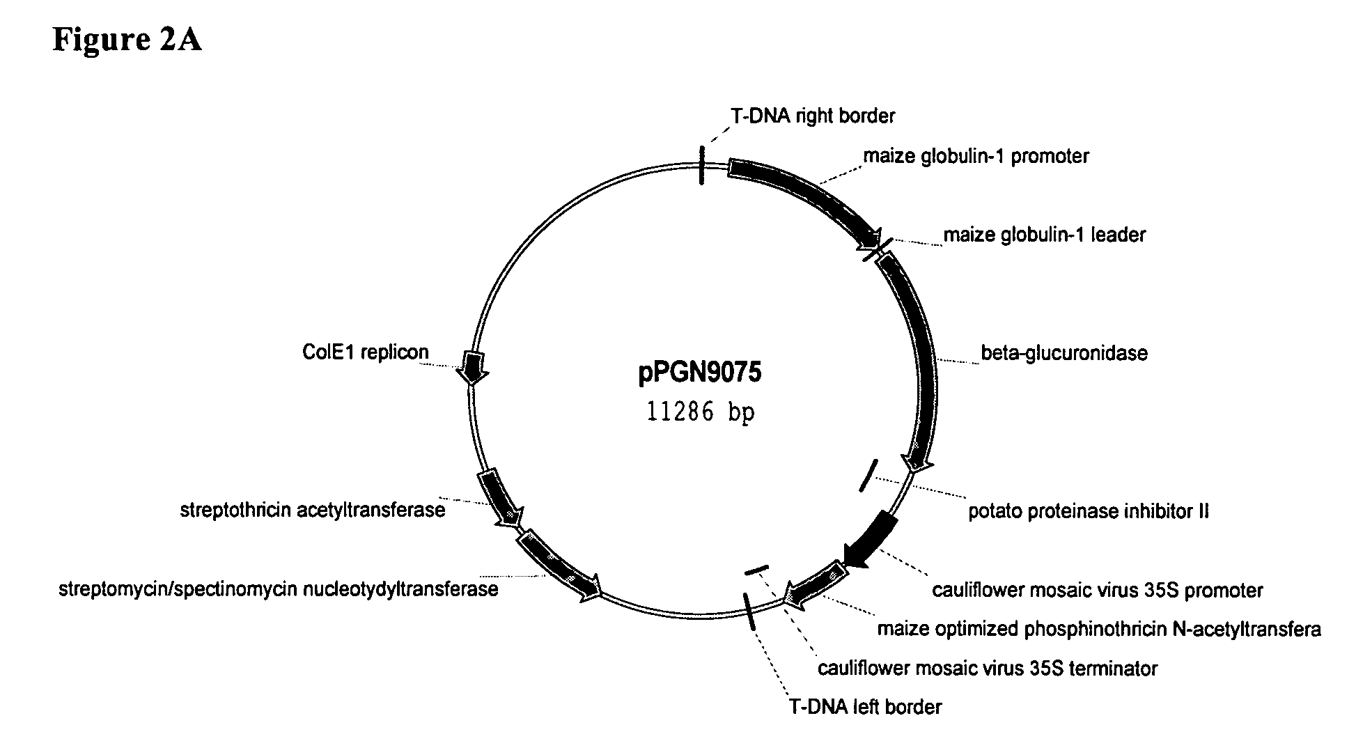 Globulin-1 promoter from maize and method of using same