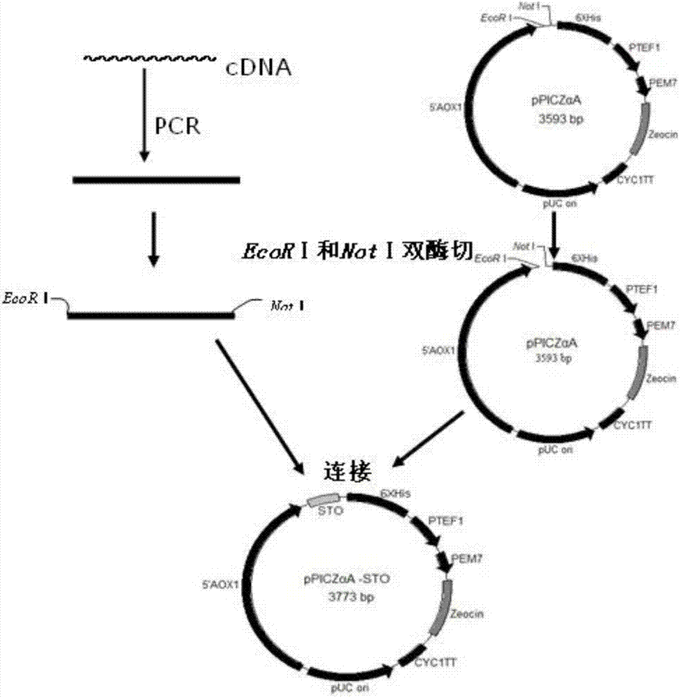 Hermetia illucens L antibacterial peptide, preparation method and application thereof