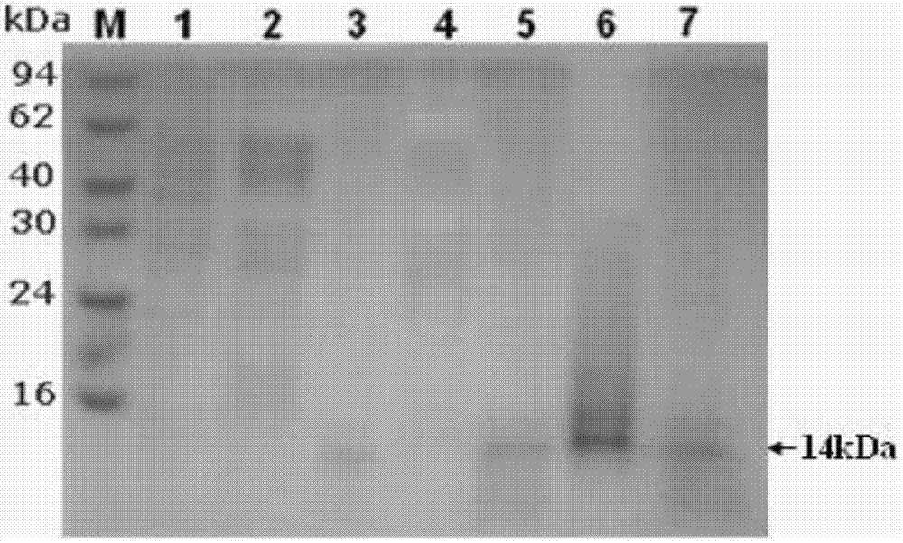 Hermetia illucens L antibacterial peptide, preparation method and application thereof