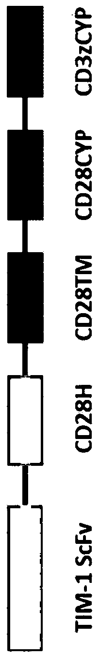 Chimeric antigen receptors targeting tim-1