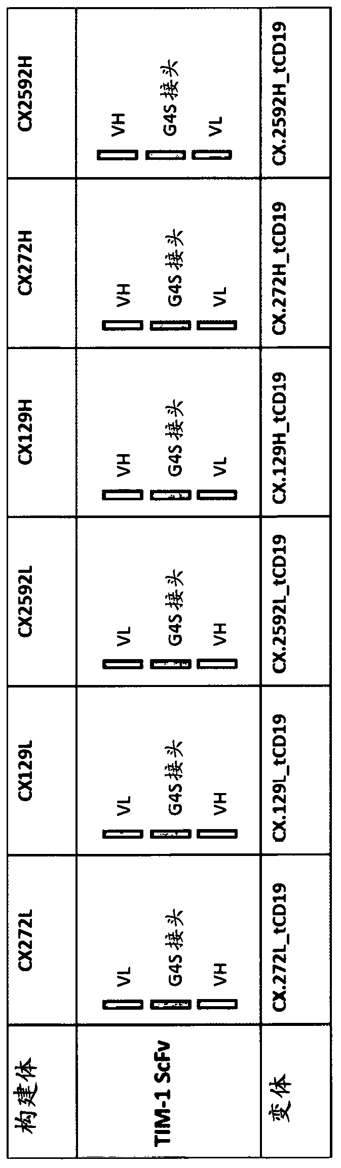 Chimeric antigen receptors targeting tim-1