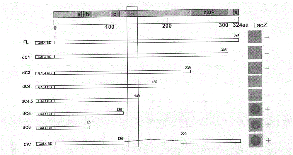 Application of modified gene OsbZIP46CA1 in control of draught resistance of rice