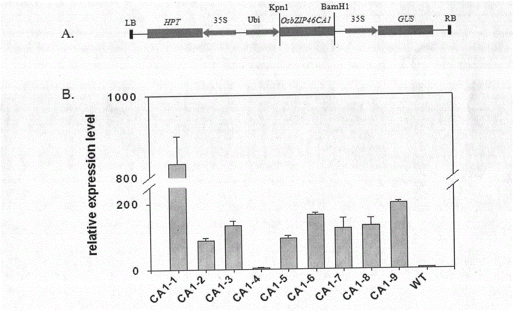 Application of modified gene OsbZIP46CA1 in control of draught resistance of rice