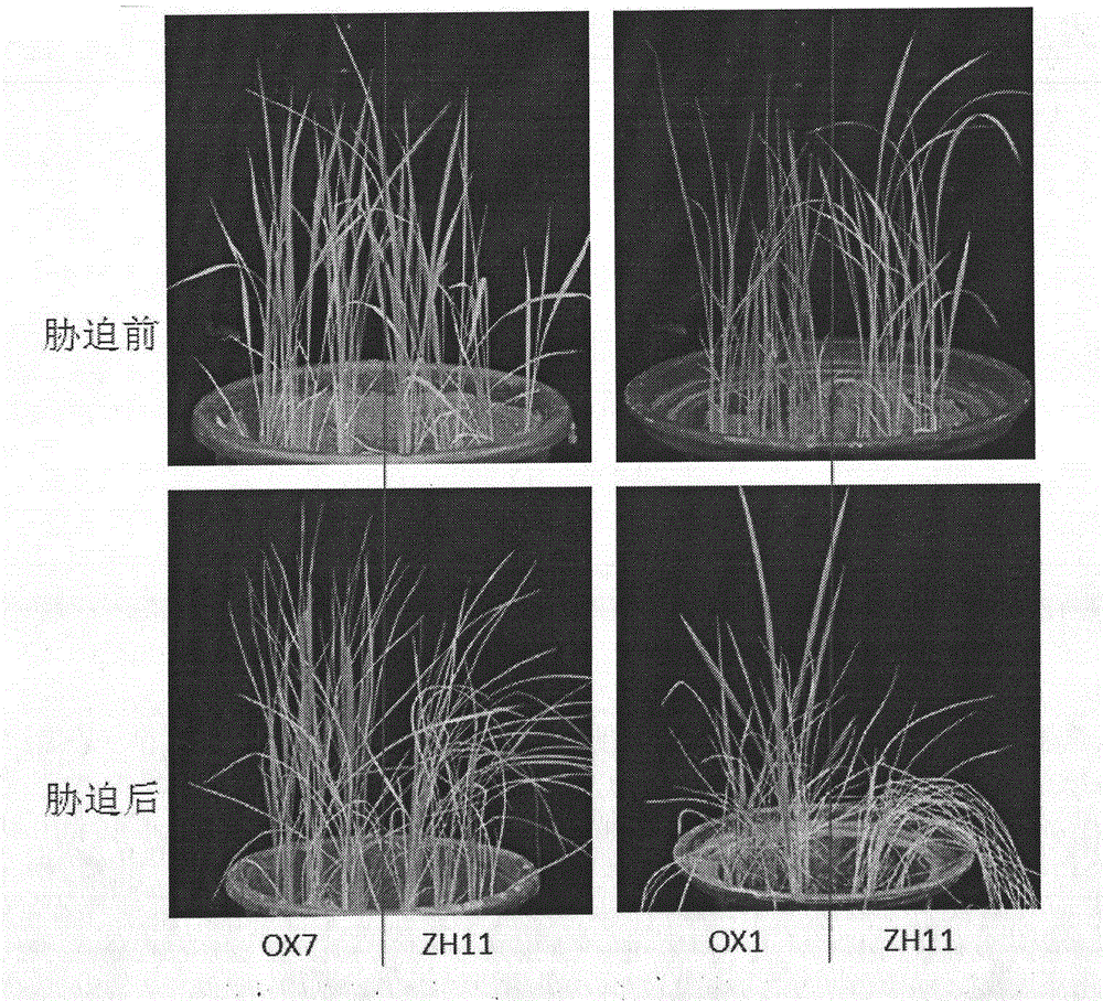 Application of modified gene OsbZIP46CA1 in control of draught resistance of rice