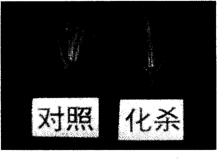 Compound chemical hybridizing agent composite and application thereof