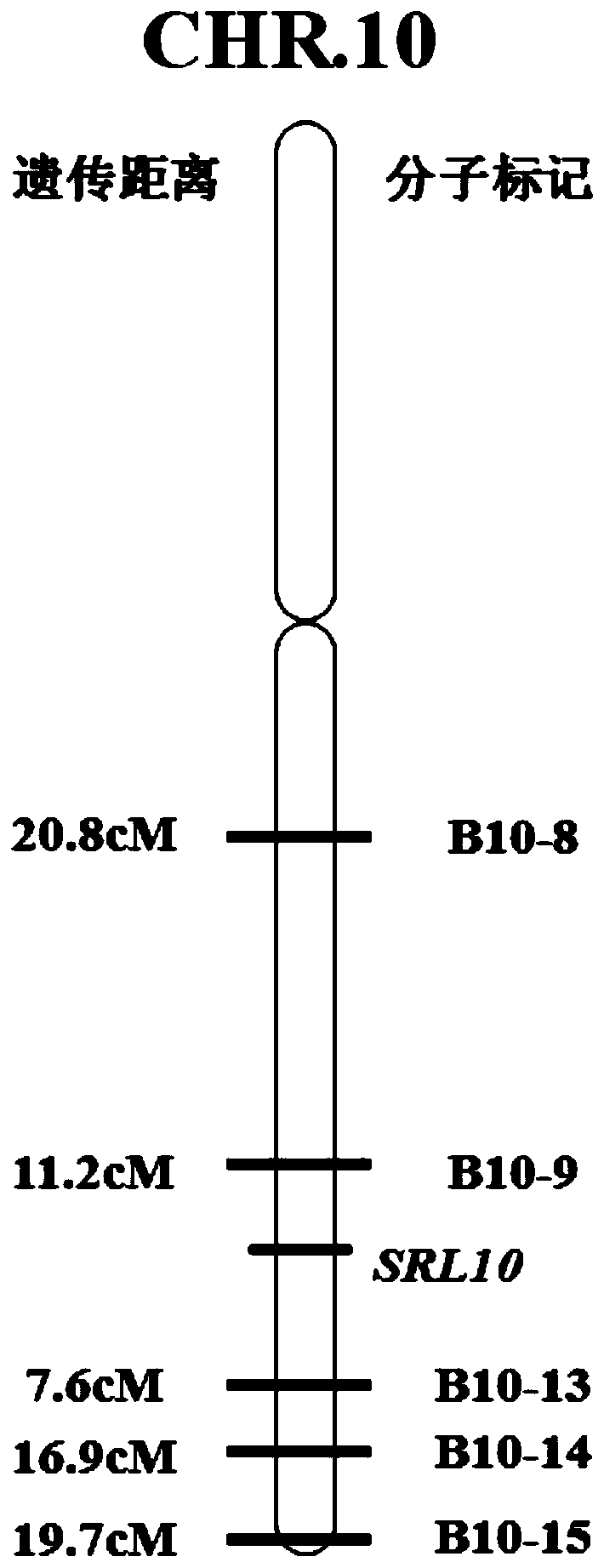 Rice half-leaf-curl gene SRL10 and application thereof