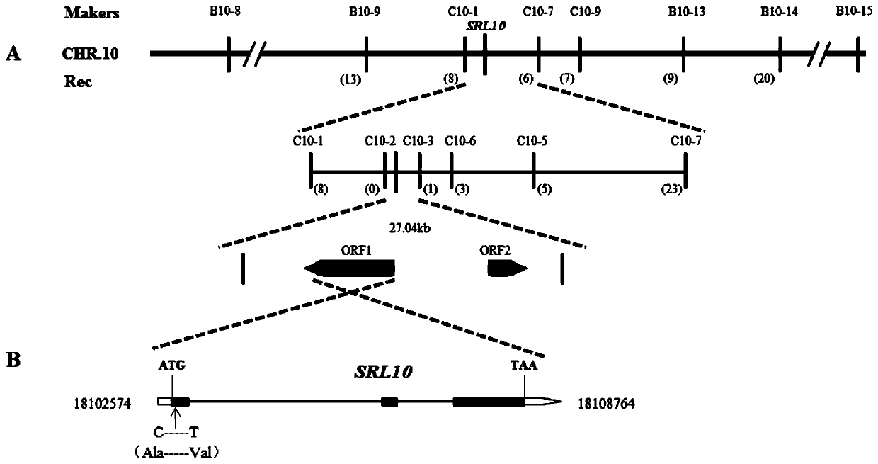 Rice half-leaf-curl gene SRL10 and application thereof