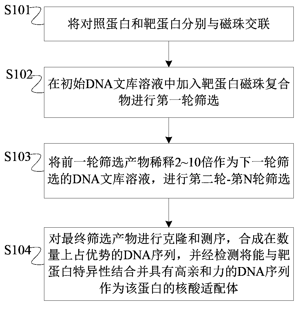 Decreasing DNA library concentration based aptamer screening method and aptamer