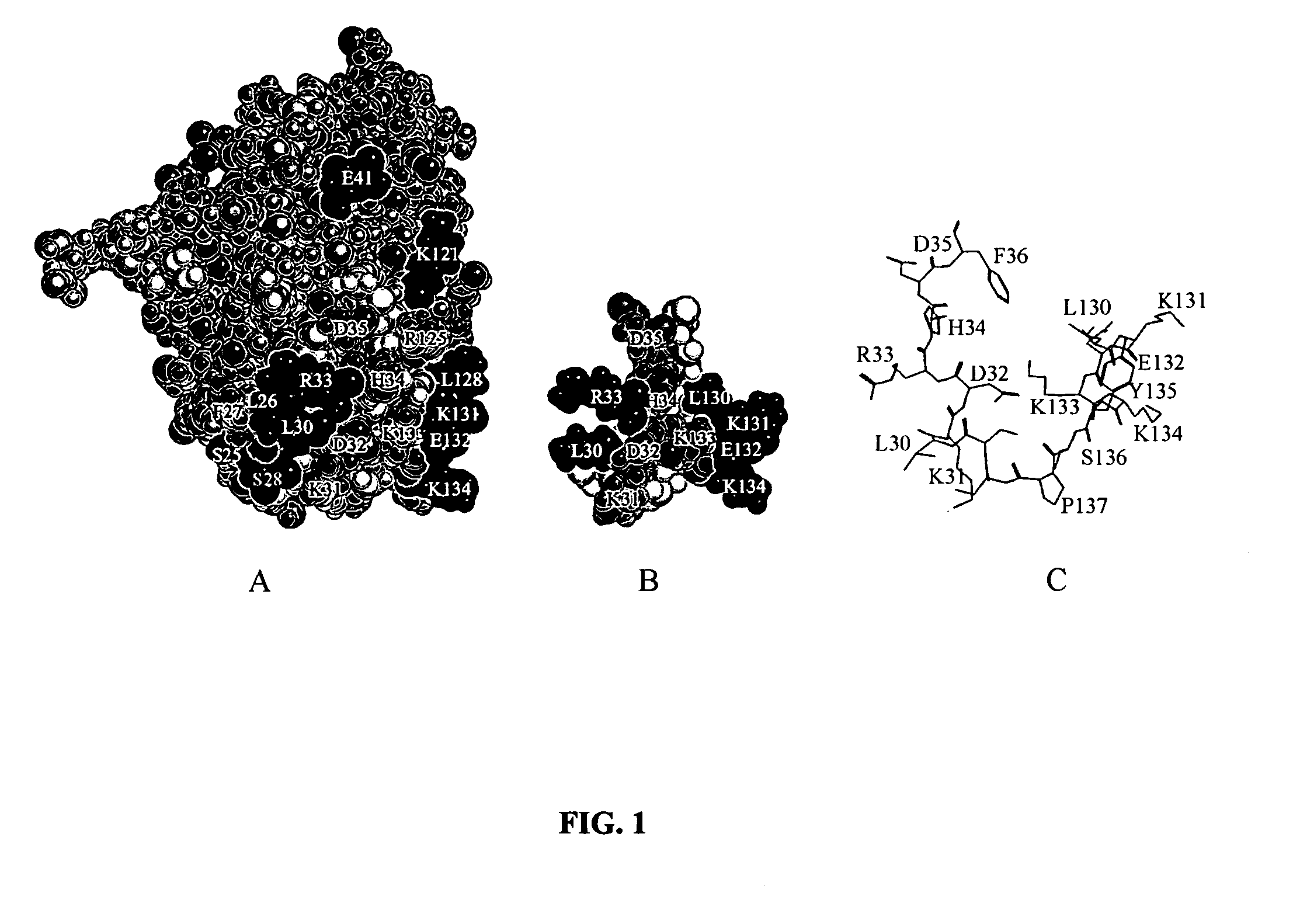 Peptides and recombinant proteins mimicking interferons