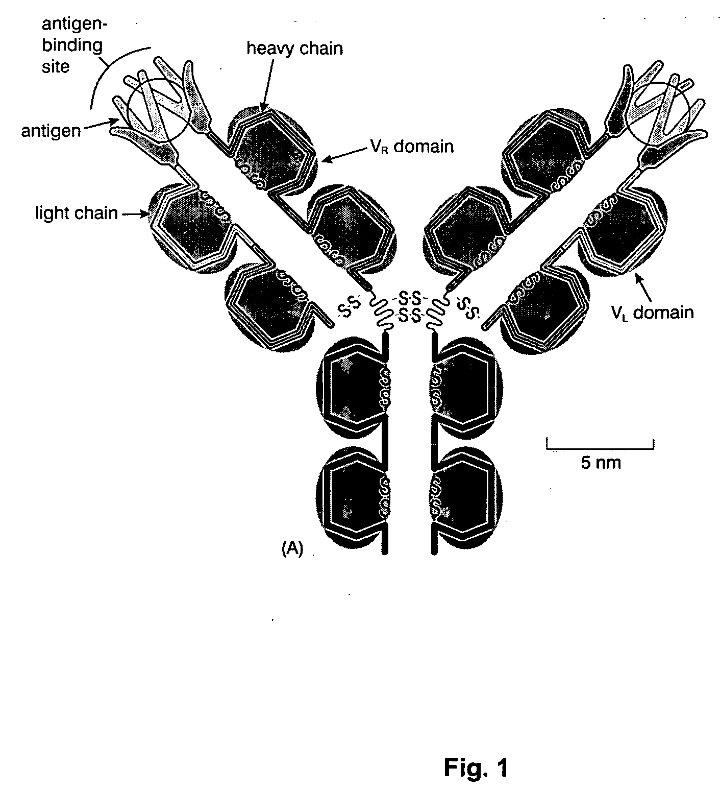 Immunogenic composition and method of developing a vaccine based on factor H binding sites