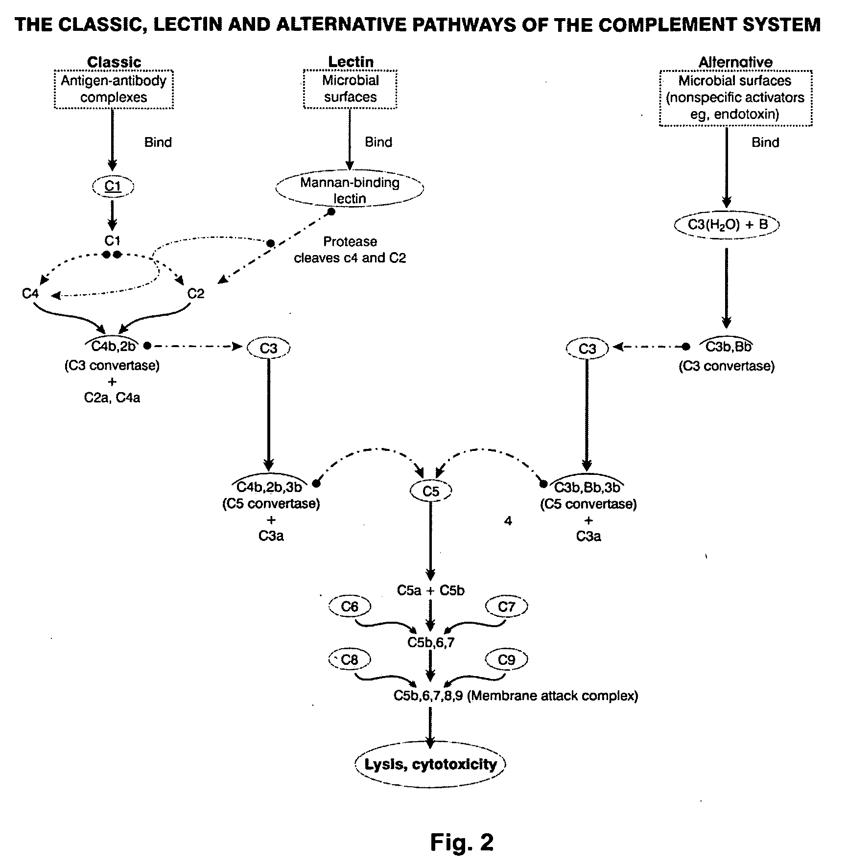 Immunogenic composition and method of developing a vaccine based on factor H binding sites