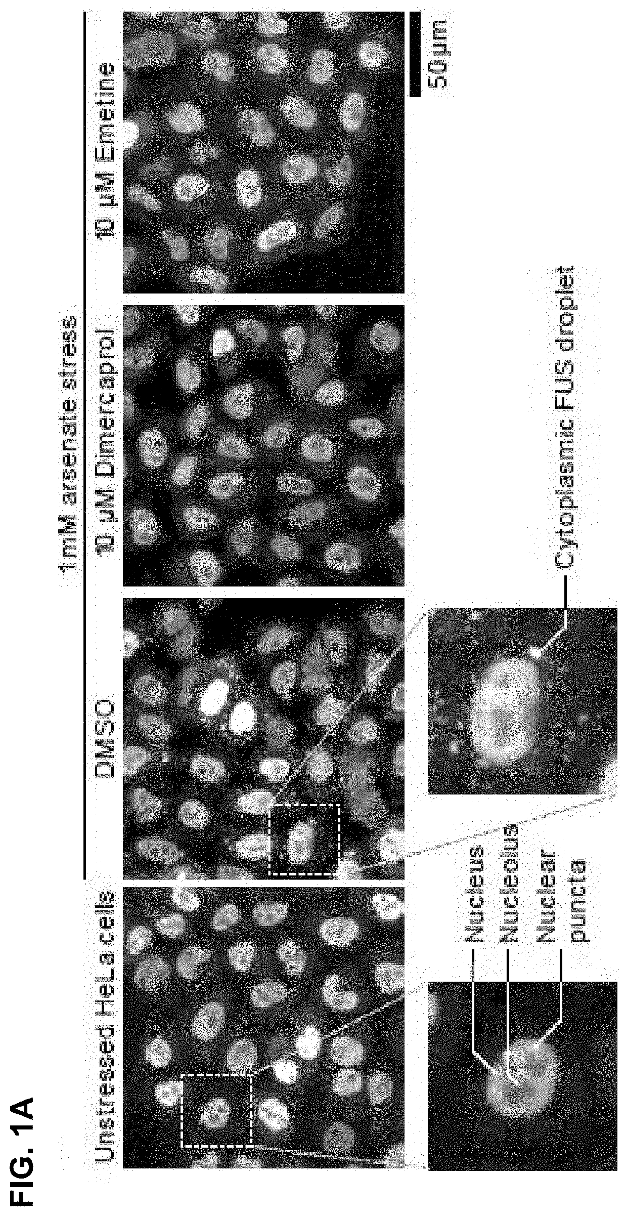 Compounds for treatment of diseases and methods of screening therefor