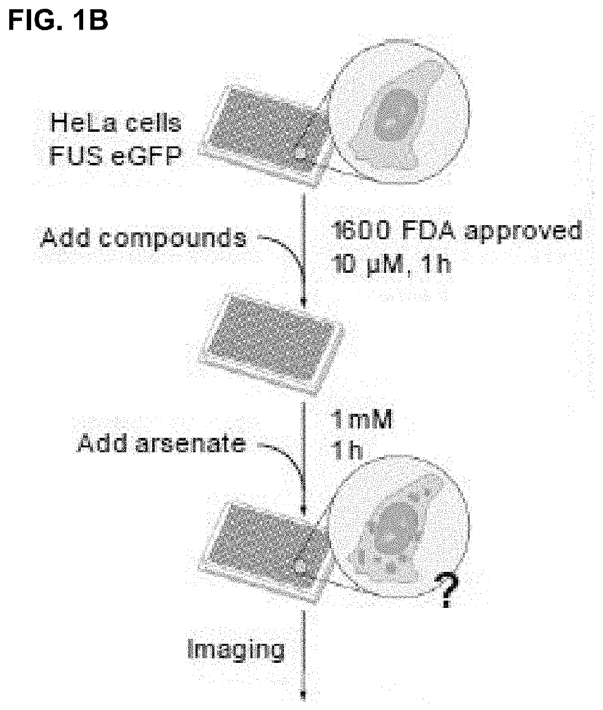 Compounds for treatment of diseases and methods of screening therefor