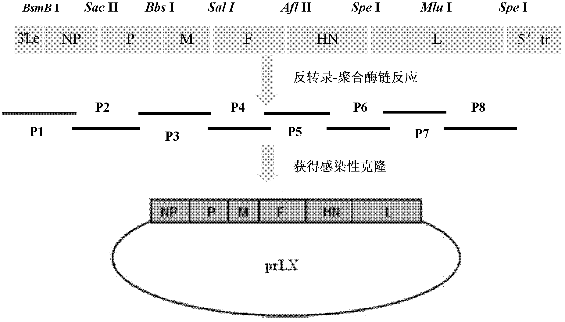 Virus recombinant vaccine A-NDV-LX/14 for newcastle disease and construction method thereof