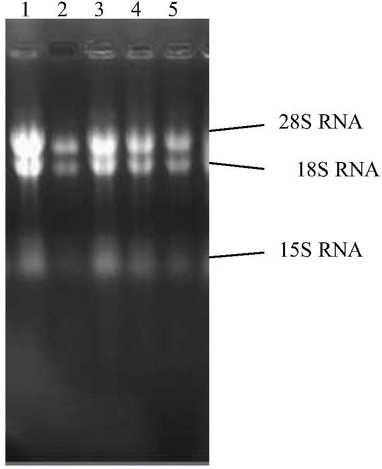 Cordyceps sinensis hirsutella-sinensis laccase, encoding gene and application of two