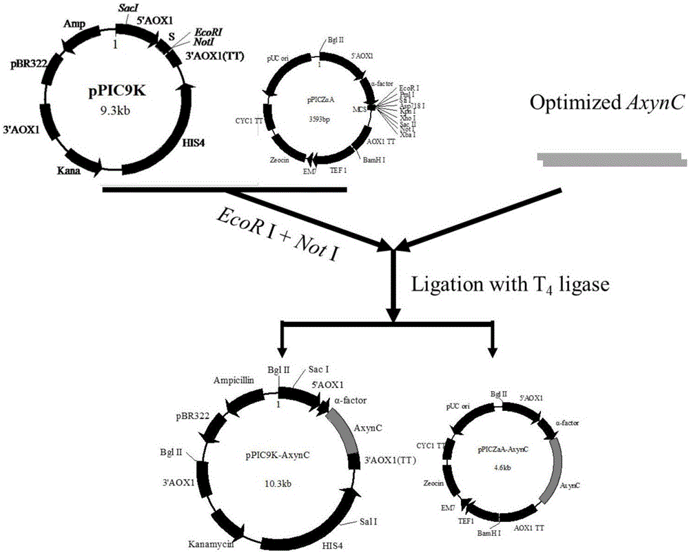 Method of increasing yield of lignocellulose substrate hydrolase