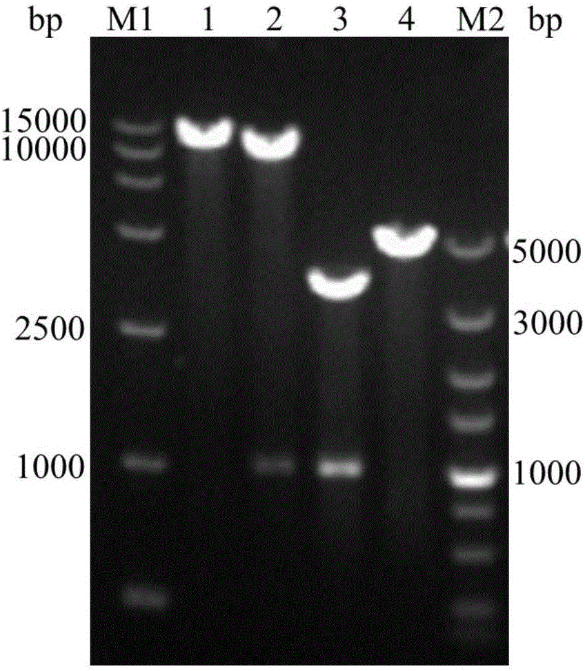 Method of increasing yield of lignocellulose substrate hydrolase