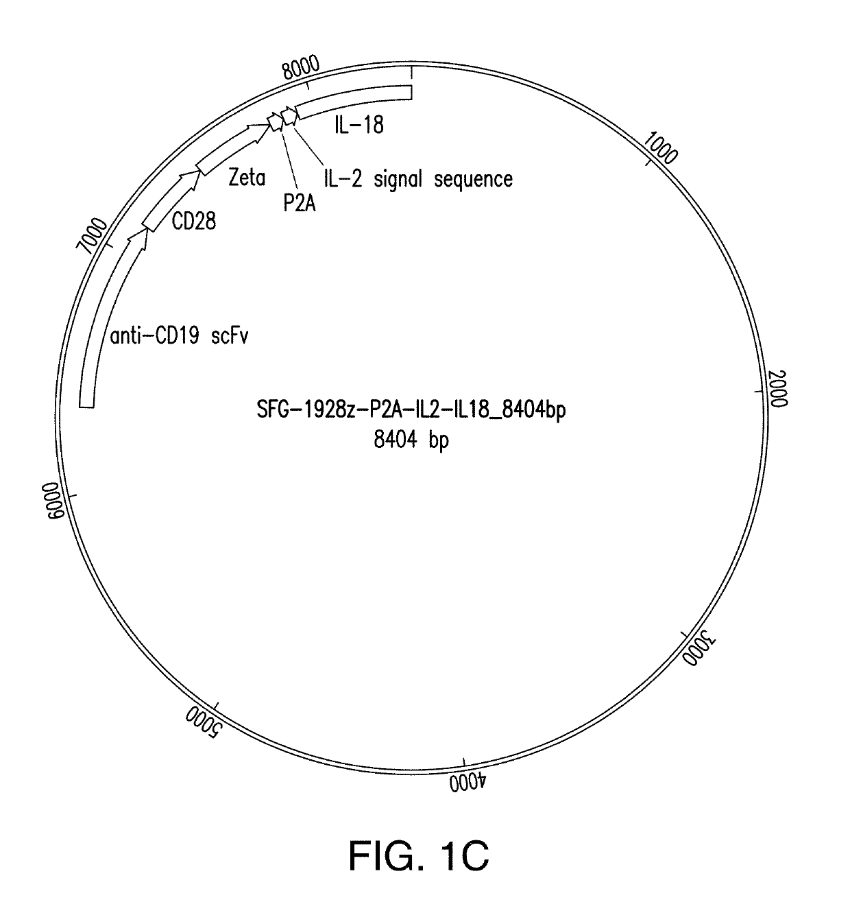 Compositions and methods for immunotherapy