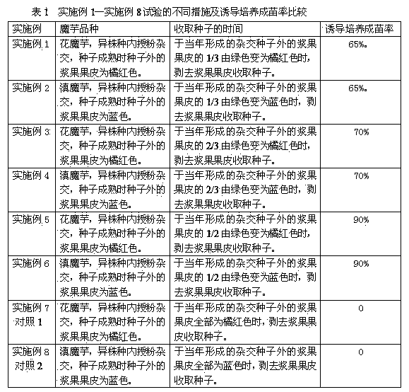 Two-generation in one year reproduction method for konjac cross breeding