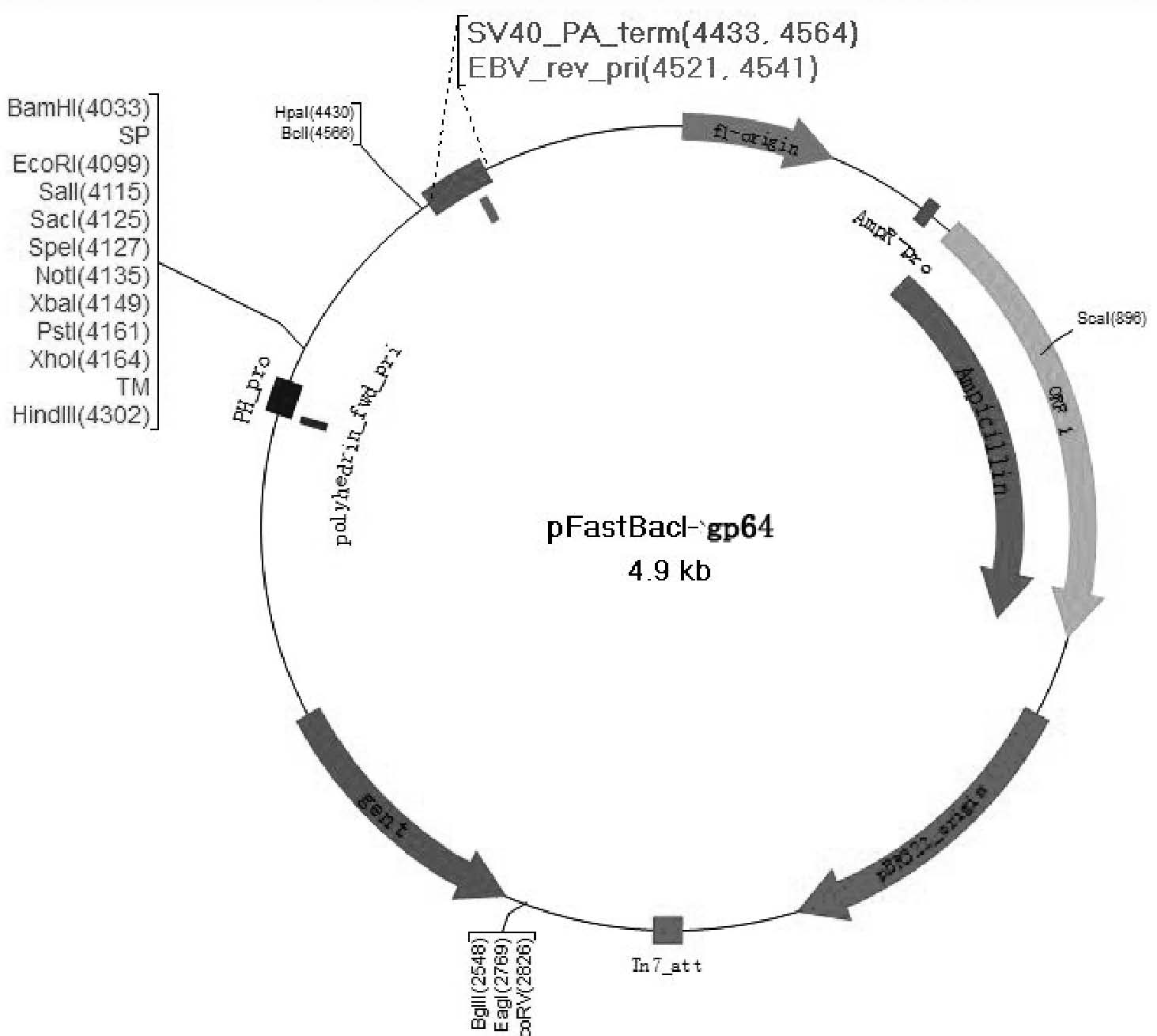 Malaria vaccine and preparation method thereof