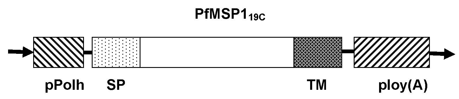 Malaria vaccine and preparation method thereof