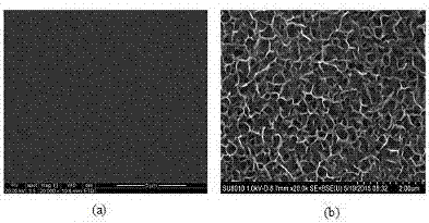 Method for preparing stannic oxide nanocrystalline thin film with honeycomb structure by using hydrothermal method