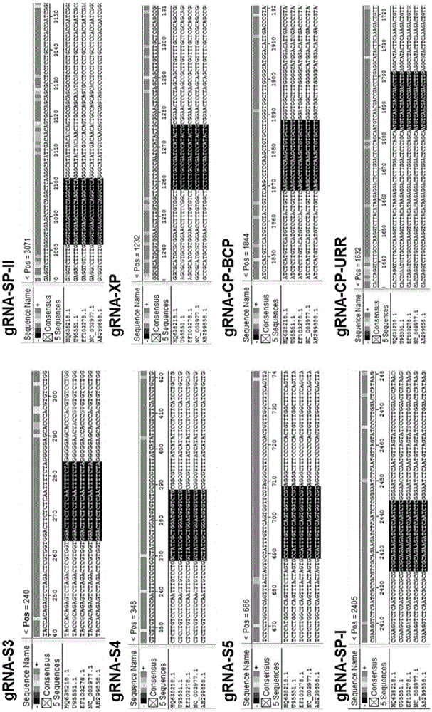 Application of CRISPR-Cas9 system based on new gRNA (guide ribonucleic acid) sequence in preparing drugs for treating hepatitis B