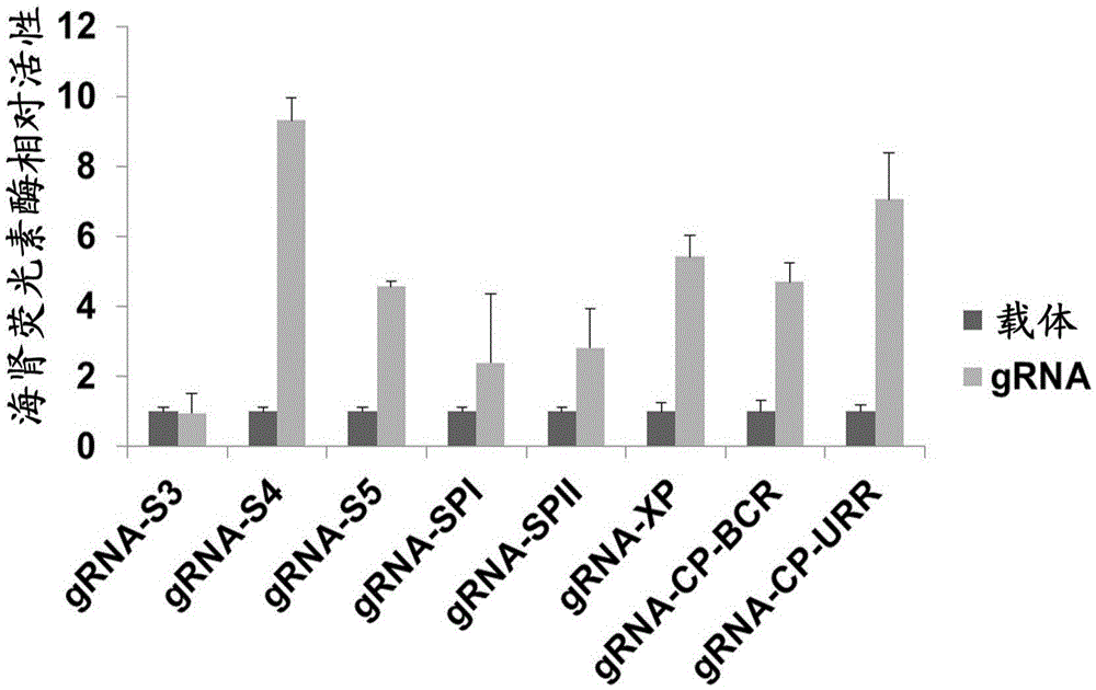 Application of CRISPR-Cas9 system based on new gRNA (guide ribonucleic acid) sequence in preparing drugs for treating hepatitis B