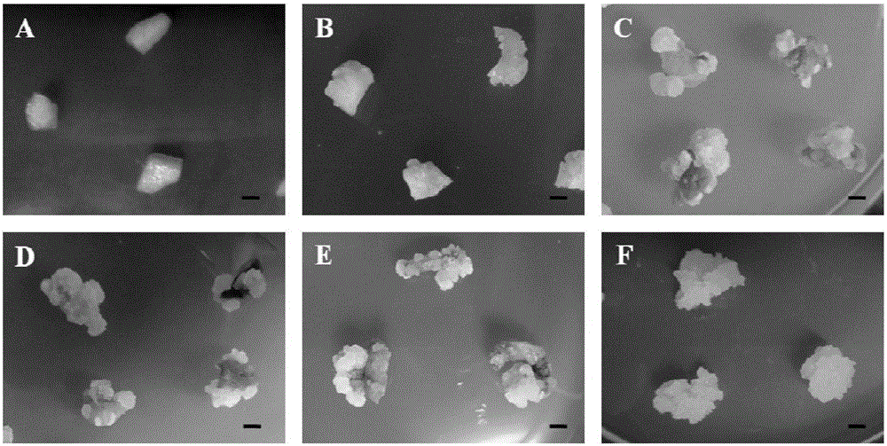 Method for converting prunus avium L. through target genes and application thereof to instantaneous conversion of prunus avium L. protoplasts