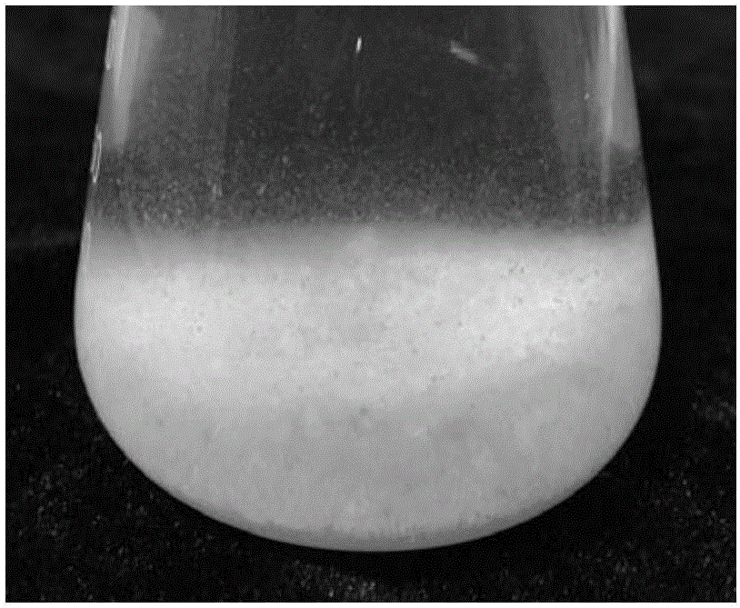 Method for converting prunus avium L. through target genes and application thereof to instantaneous conversion of prunus avium L. protoplasts