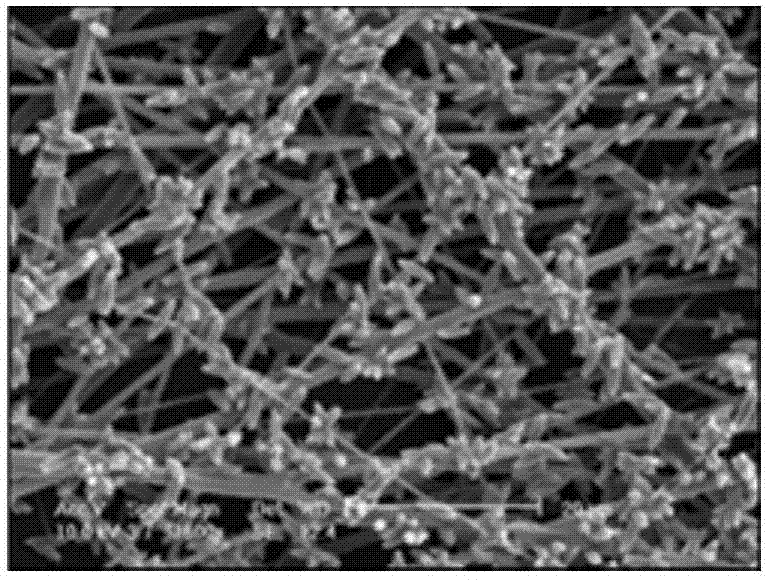 Preparation method of antibacterial periodontium reproductive membrane