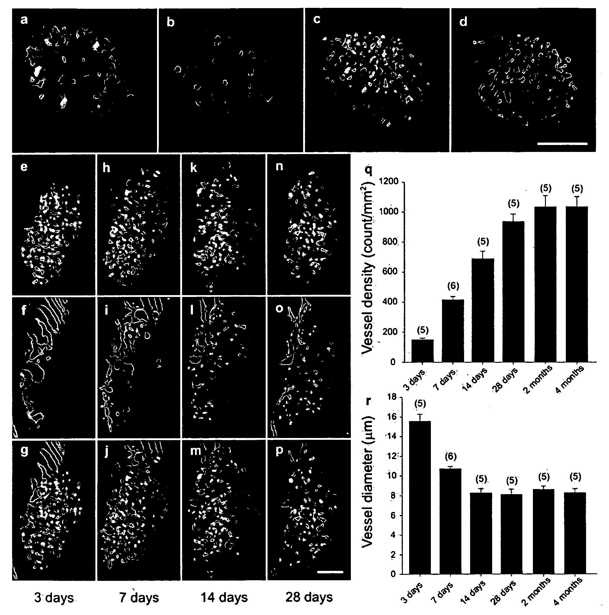 Non-Invasive In Vivo Imaging and Methods for Treating Type I Diabetes