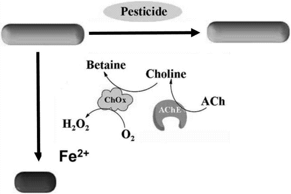 Method of quantitatively detecting organophosphorus pesticide by constructing colorimetric sensor based on gold nanorod etching