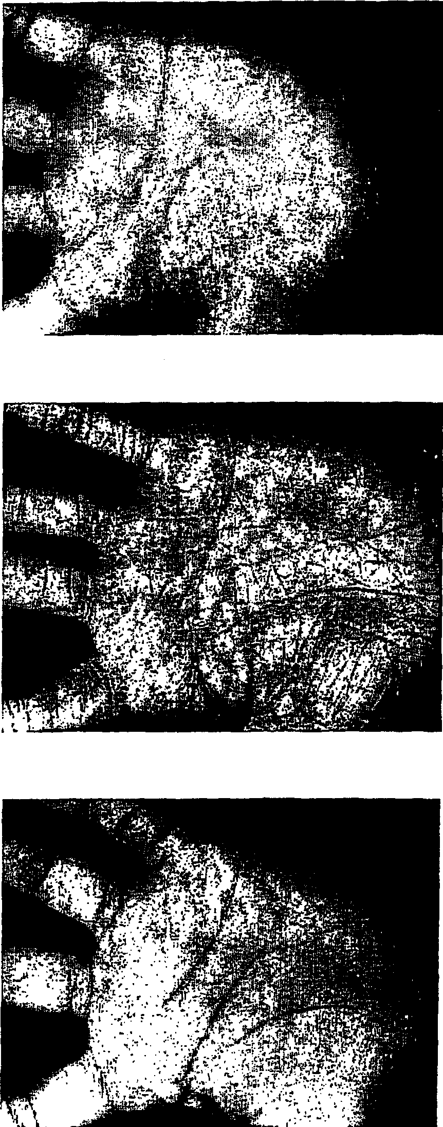 Method and apparatus for identifying a palmprint image