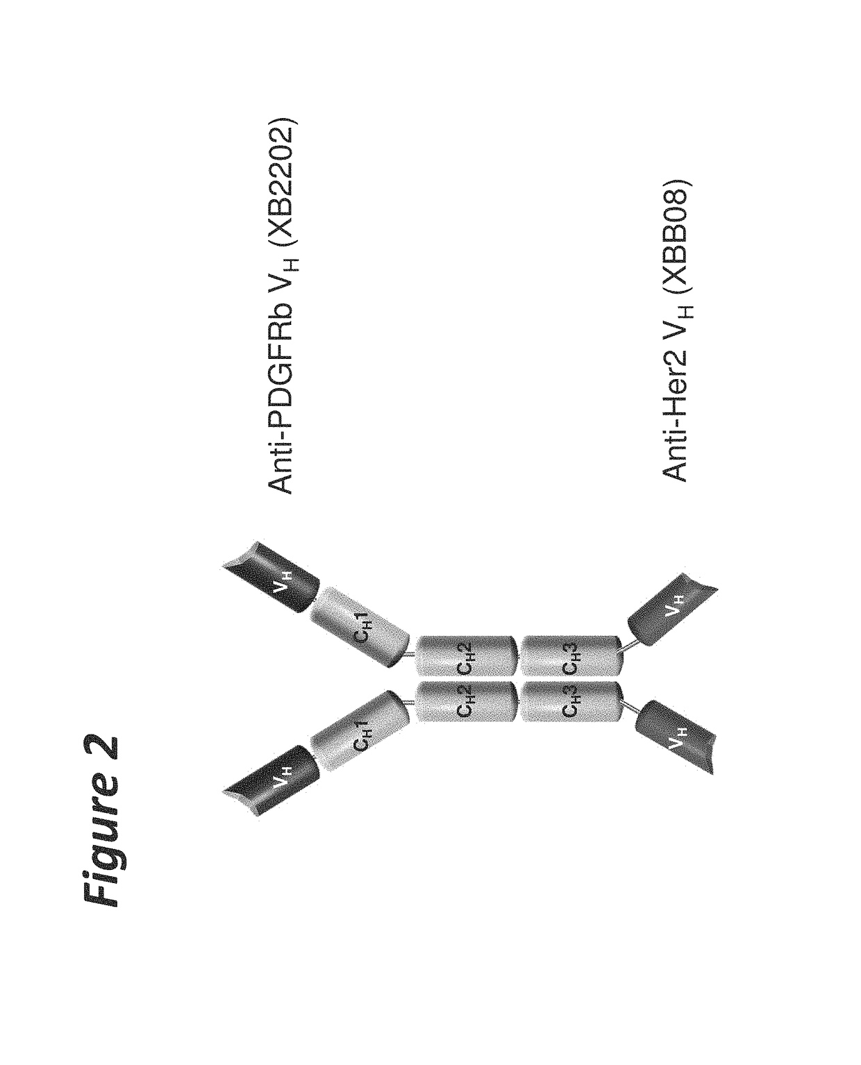 Bi-specific antigen-binding polypeptides