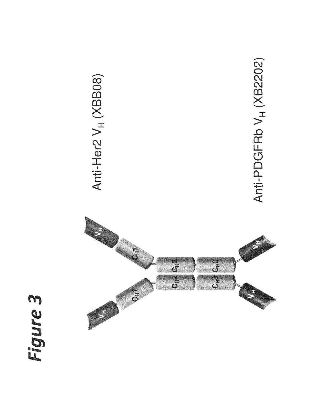 Bi-specific antigen-binding polypeptides