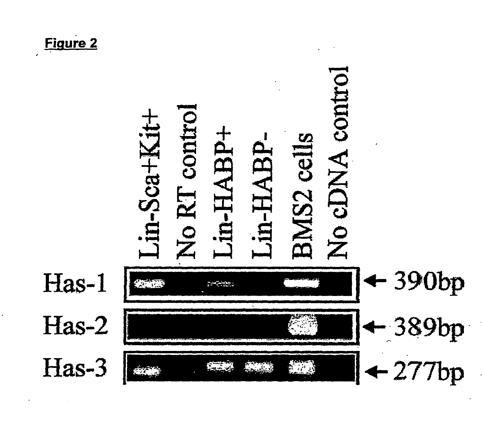 Detection of haematopoietic stem cells and progeny and uses thereof