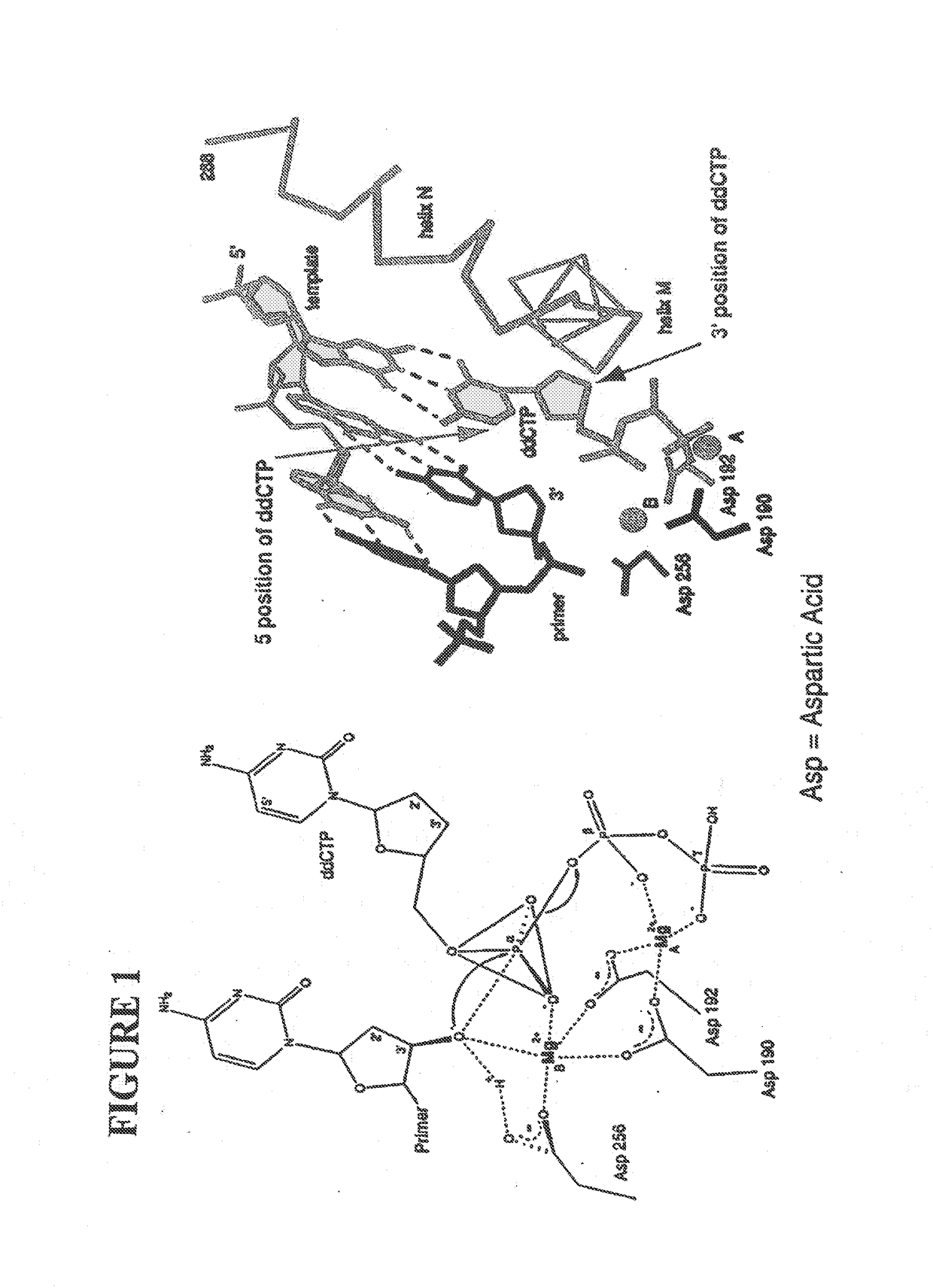 Massive parallel method for decoding DNA and RNA